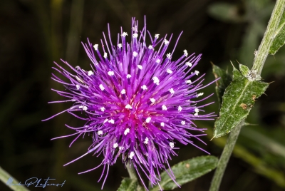 Texas Thistle Weed May 2025